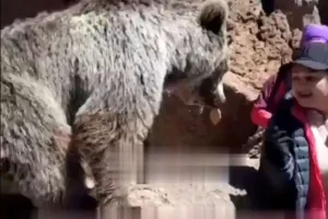 Read more about the article کارشناسان نحوه مواجهه امن با خرس قهوه‌ای را تشریح کردند