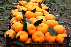کاهش کلسترول خون با مصرف این میوه