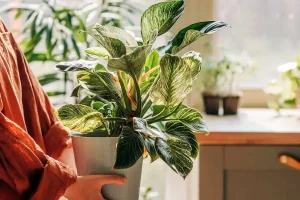 Read more about the article گیاهان دورکننده عنکبوت: ۵ گزینه خانگی برای حفظ آرامش خانه