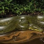 بزرگ‌ترین مار جهان؛ هیولایی با ۵۰۰ کیلوگرم وزن!