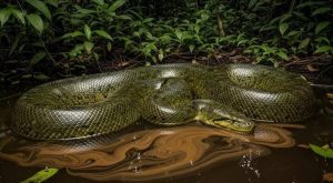 Read more about the article کشف آناکوندای سبز شمالی به‌عنوان بزرگ‌ترین مار جهان