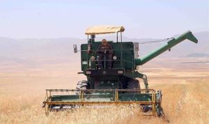 آغاز برداشت جو دیم از ۳۵۰ هکتار اراضی بندر خمیر