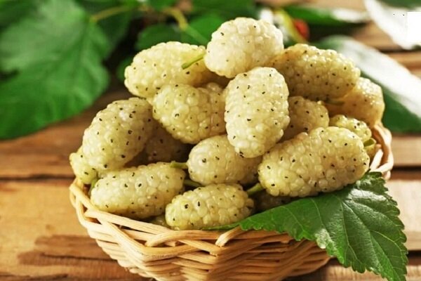 دومین جشنواره توت سفید در هوراند برگزار میشود؛ رتبه اول آذربایجان شرقی در تولید توت