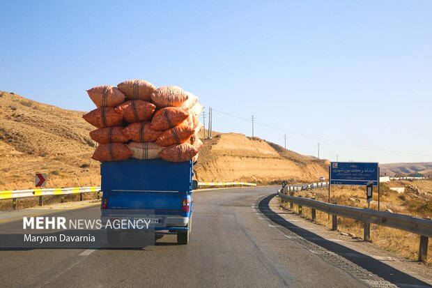 پیش‌بینی برداشت ۱۵۰ هزار تن گندم از مزارع چهارمحال و بختیاری