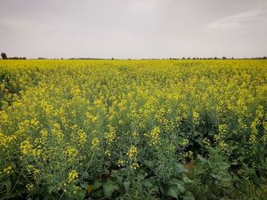 میرزایی عملکرد مزرعه کلزا در سراب نیلوفر کرمانشاه ارزیابی شد