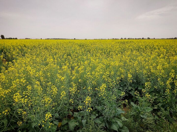 میرزایی عملکرد مزرعه کلزا در سراب نیلوفر کرمانشاه ارزیابی شد